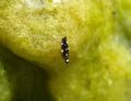 Stactobia sp.